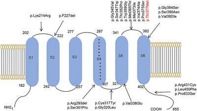 Rare KCND3 Loss-of-Function Mutation Associated With the SCA19/22